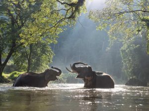 Cómo ir de Kuala Lumpur a Taman Negara malasia