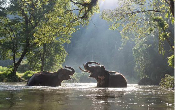 Cómo ir de Kuala Lumpur a Taman Negara malasia